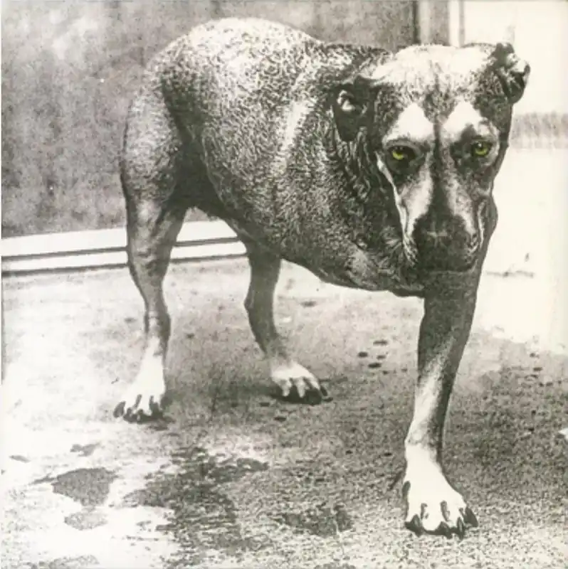 Alice In Chains - Alice In Chains (30th Anniversary Edition) Grab Now