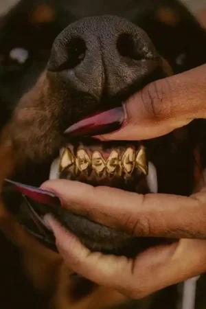 Leon Thomas - MUTT Deluxe: HEEL Popular