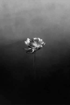 Little Simz - Lotus Express Delivery