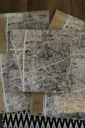 Tongue Depressor - Bones For Time (LP, Album) (M / M) - Dig Vinyl Limited Time