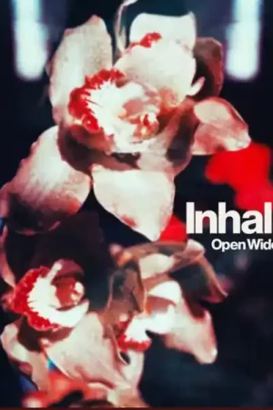 Inhaler : Open Wide LP, Album (M / M) - Dig Vinyl Budget