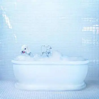 Frankie Cosmos - Vessel (LP, 'Loser' edition. translucent blue vinyl) Money Back Guarantee
