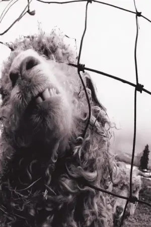 Pearl Jam - Vs (2xLP, 30th anniversary edition) Top Pick