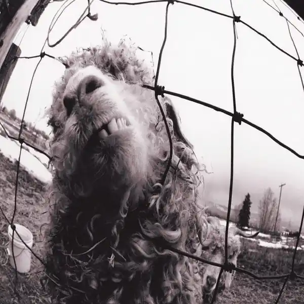 Pearl Jam - Vs (2xLP, 30th anniversary edition) Top Pick