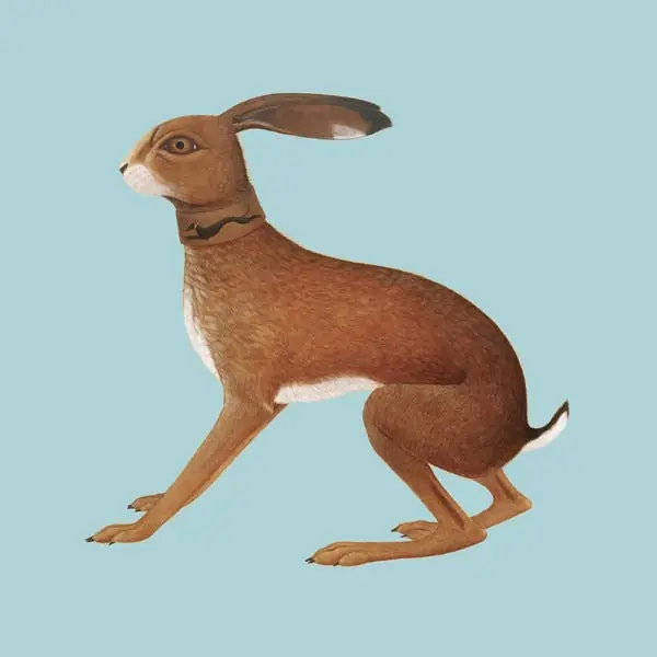One Day Deal Vashti Bunyan - Lookaftering (2xLP, 20th anniversary expanded edition)