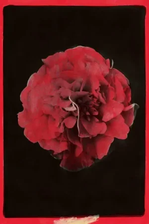 Activity - A Thousand Years in Another Way (LP) Same Day Shipping