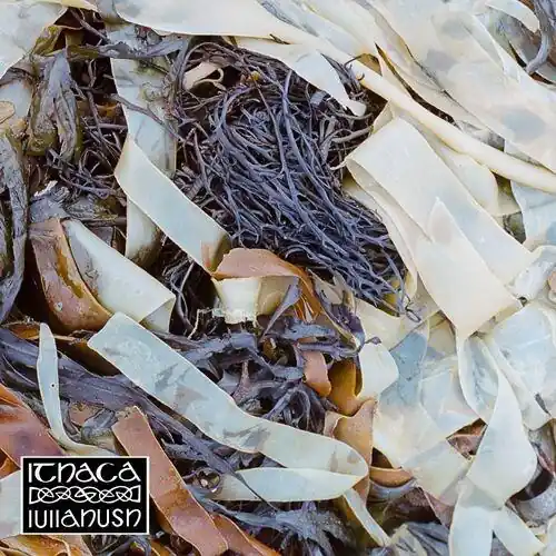 Viral lullahush - Ithaca - Vinyl LP